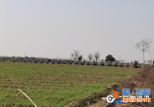 陜西興平一村莊違法占用耕地建墓園 6000元就能買塊墓地? 陜西興平一村莊違法占用耕地建墓園 6000元就能買塊墓地?