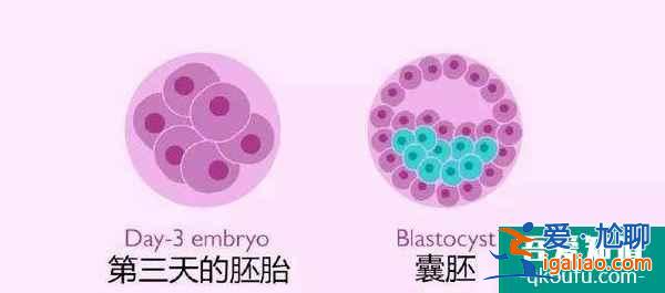 詳解試管嬰兒備受國人推崇的具體原因？