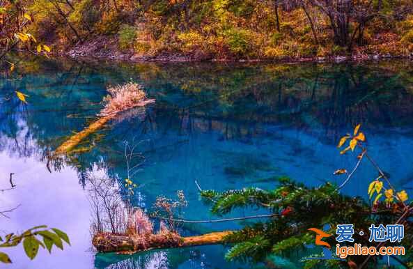 秋天來(lái)了，又到了九寨溝最美的季節(jié)！？