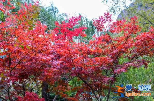 秋天來(lái)了，又到了九寨溝最美的季節(jié)！？