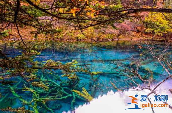 秋天來(lái)了，又到了九寨溝最美的季節(jié)！？