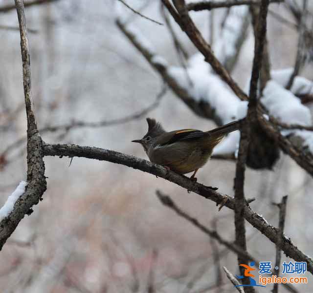 九寨溝雪景什么時(shí)間去,九寨溝什么時(shí)候下雪？