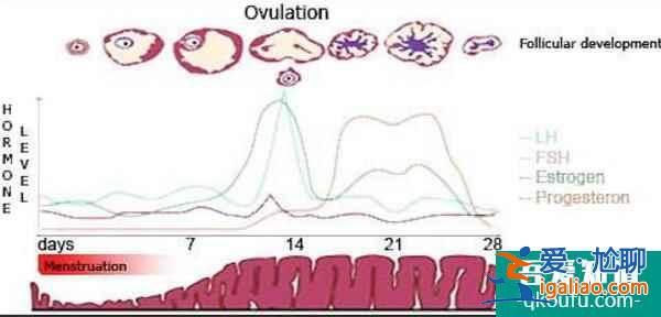試管嬰兒答疑會：詳解檢測激素六項的重要意義？