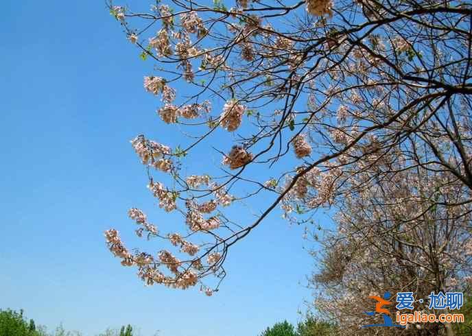 上海去哪里看楓葉，上海秋天楓葉觀賞地推薦？