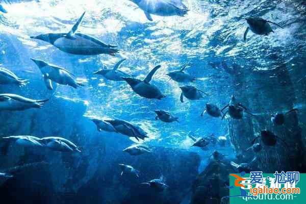 2021杭州長喬極地海洋公園將于12月25日恢復開放公告? 2021杭州長喬極地海洋公園將于12月25日恢復開放公告?