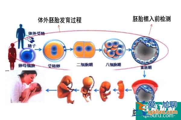 大齡赴美做試管嬰兒如何提高好孕率？？
