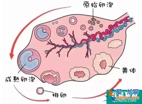 單角子宮能通過試管嬰兒生龍鳳胎嗎？？
