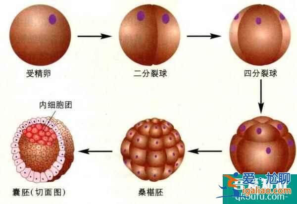 卵子質量對于試管嬰兒的意義有哪些？？