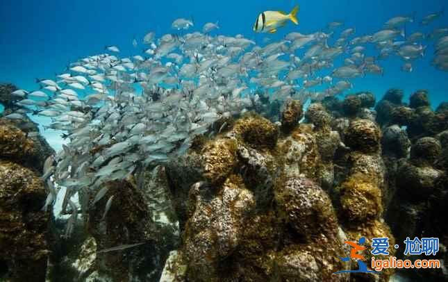水下也有博物館?走進墨西哥水下雕塑博物館? 水下也有博物館?走進墨西哥水下雕塑博物館?