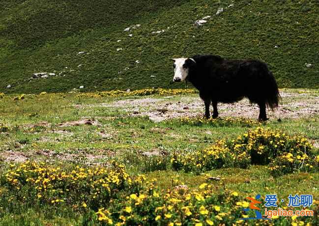 青海玉樹：一方明媚、質(zhì)樸和浴火重生的土地？