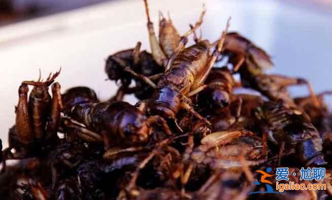 重口味美食，柬埔寨絕對是當之無愧的第一！？