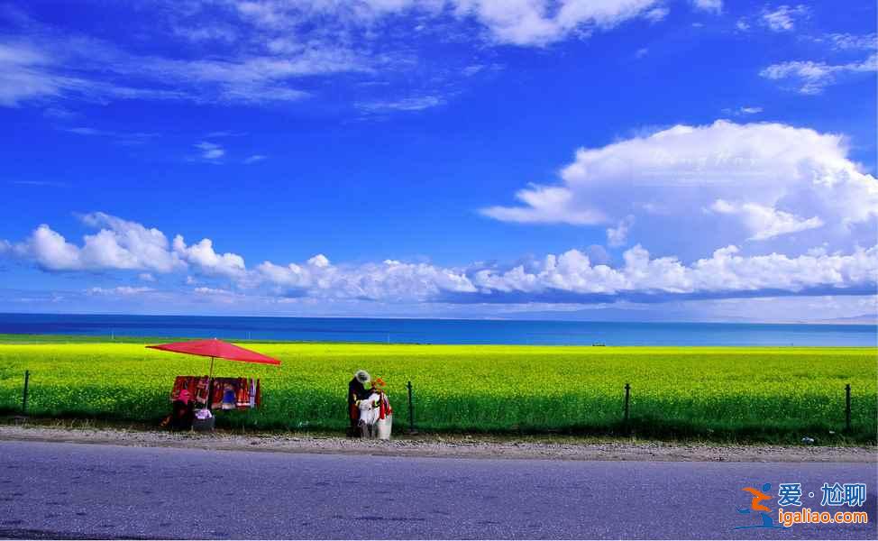夏日青海，色彩盛宴：最美不過如此？