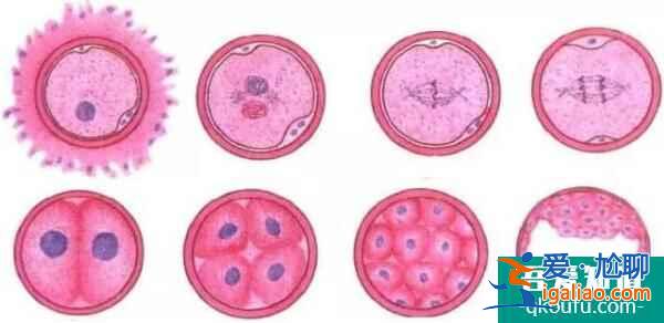 試管嬰兒囊胚移植成功率與子宮內膜有何關系？？