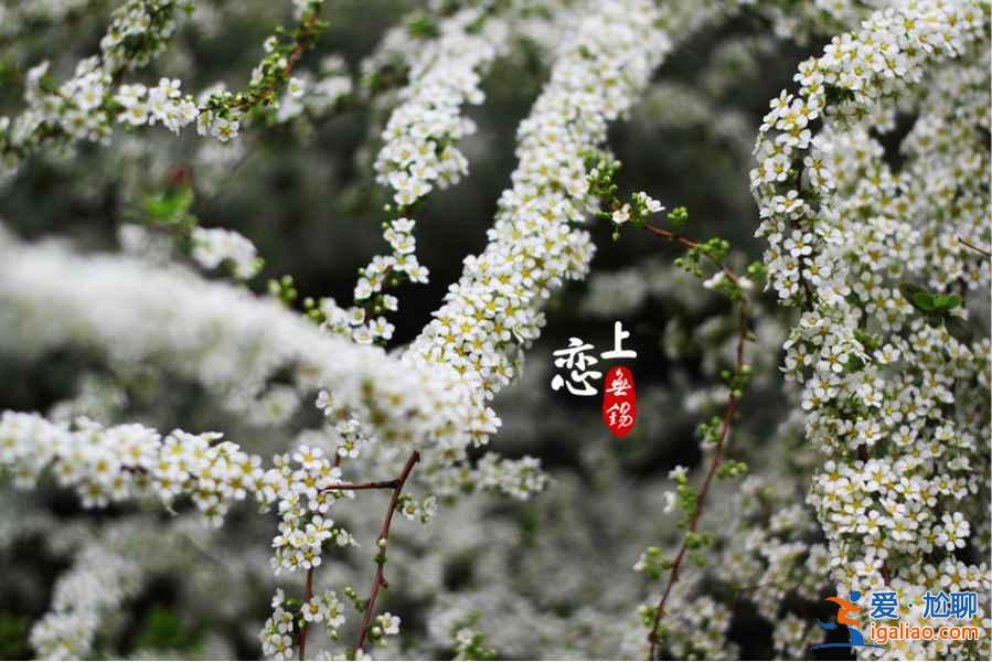 上海賞花好去處，春天去上海賞花地推薦？