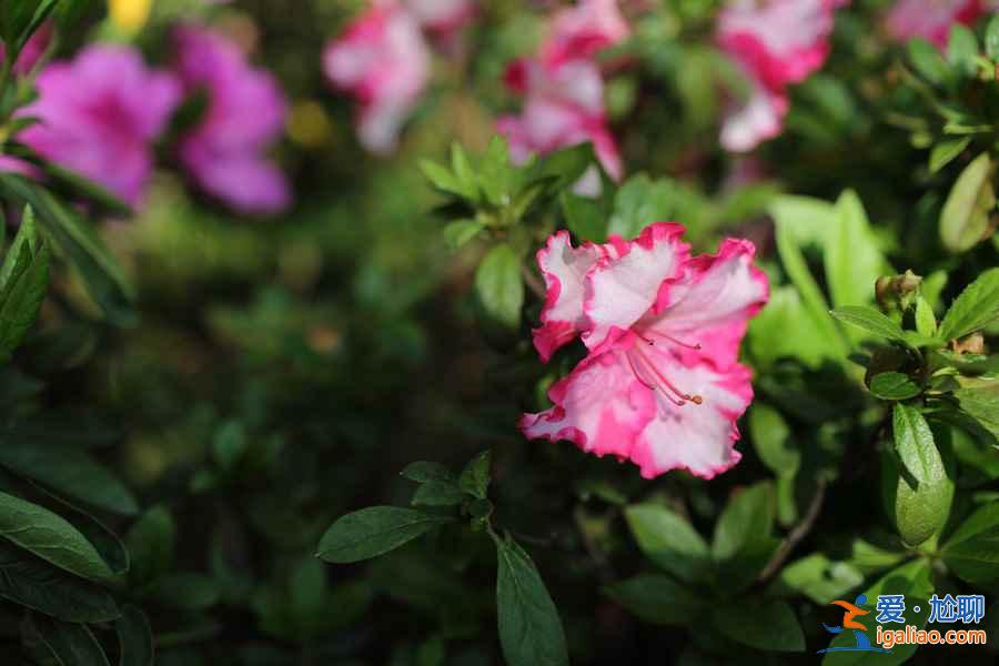 上海賞花好去處，春天去上海賞花地推薦？