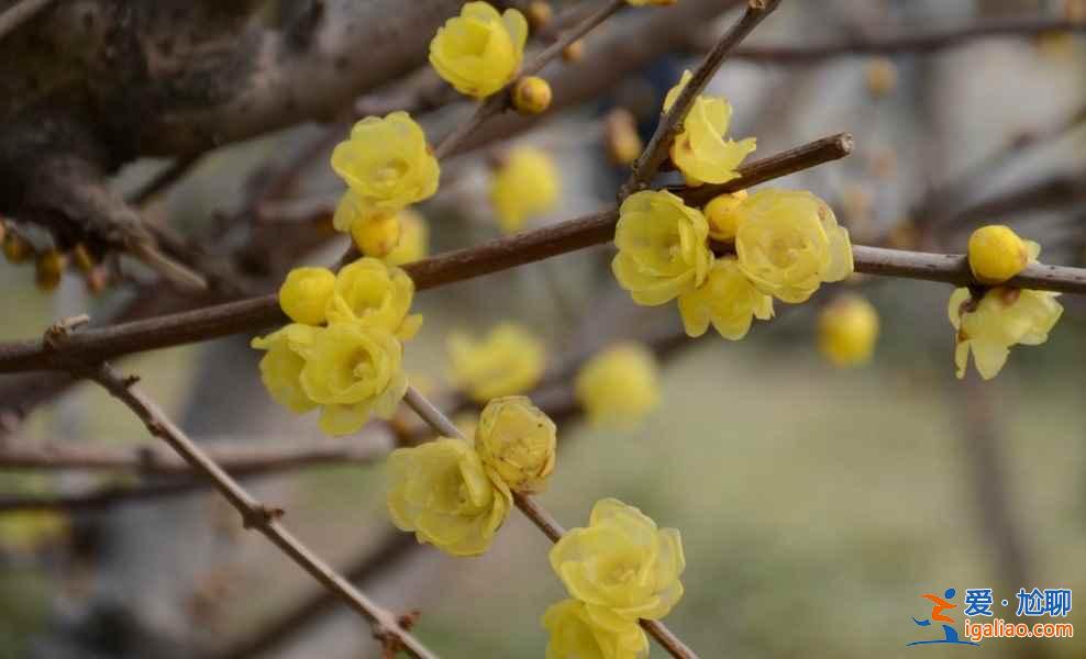 上海賞花好去處，春天去上海賞花地推薦？