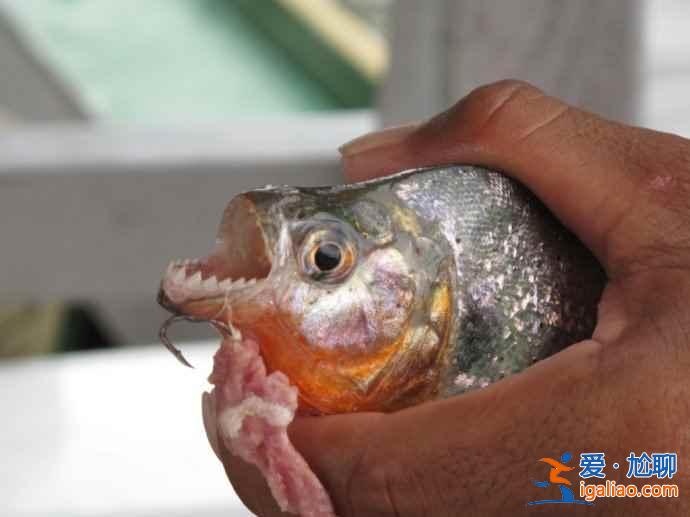 垂釣食人魚(yú)，亞馬遜河上的一個(gè)特色旅游項(xiàng)目？