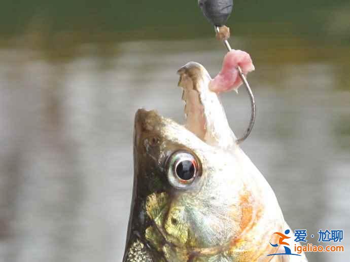 垂釣食人魚(yú)，亞馬遜河上的一個(gè)特色旅游項(xiàng)目？