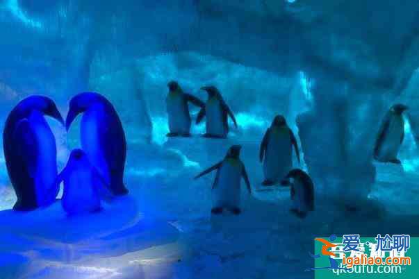 2022年上海海昌海洋公園跨年活動什么時候開始(附活動詳情)？