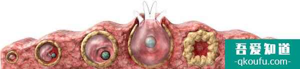 心理壓力過大對試管嬰兒周期有何影響?? 心理壓力過大對試管嬰兒周期有何影響??