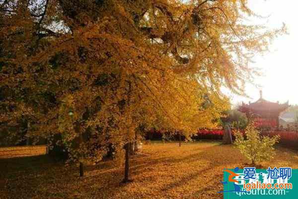 2021西安受疫情影響古觀音禪寺暫停對外開放? 2021西安受疫情影響古觀音禪寺暫停對外開放?