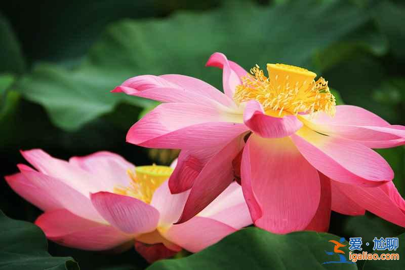 【2017全國旅游年票】2017全國旅游年票價格+購買方式+景區(qū)詳情，2017全國旅游年票？