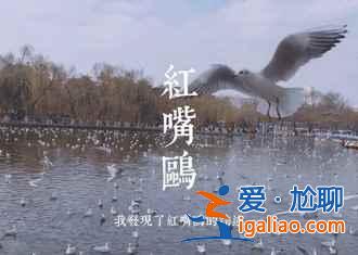 昆明八景有哪些,一起來數(shù)數(shù)? 昆明八景有哪些,一起來數(shù)數(shù)?