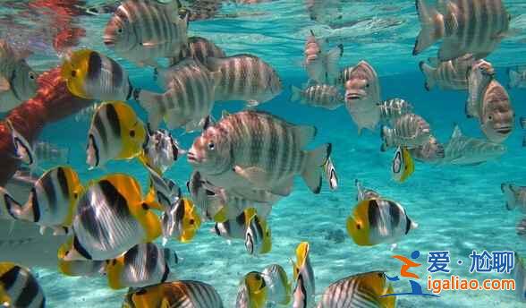 大溪地對中國免簽了，快來看最全的大溪地攻略??？