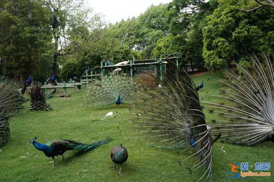 昆明八景有哪些,一起來數(shù)數(shù)? 昆明八景有哪些,一起來數(shù)數(shù)?