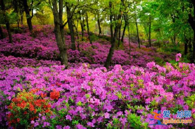 昆明八景有哪些,一起來數(shù)數(shù)? 昆明八景有哪些,一起來數(shù)數(shù)?