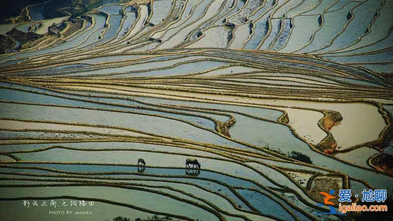 元陽梯田：借上帝之手勾勒的美麗線條【美圖】？
