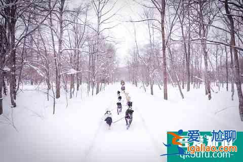 冬季富良野還能這么玩！滑雪玩雪雪橇狗，冰城冰釣熱氣球？