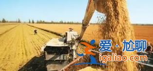 連續(xù)8年穩(wěn)定在1.3萬億斤以上，中國糧食產(chǎn)量再創(chuàng)新高[新高]？