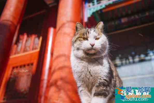 故宮的貓可以領養么 故宮的貓是什么品種？