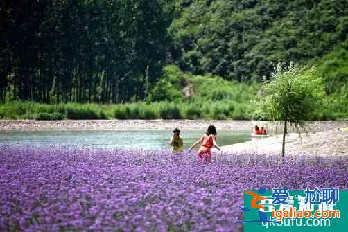 十一京郊去哪玩？密云、順義好去處，登長城、賞菊花、游霧靈山...？