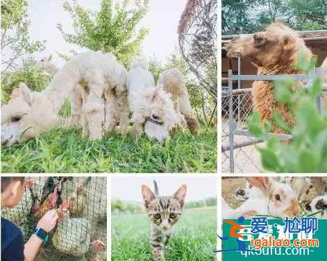 十一京郊游•延慶篇，逛百里畫廊、游花海...人少景美遛娃地？