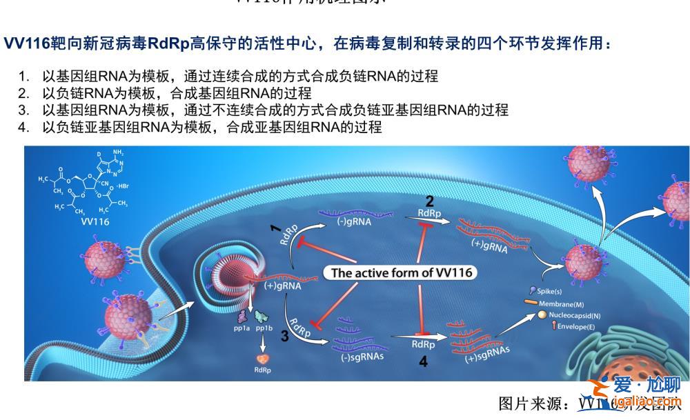 療效不亞于輝瑞PAXLOVID 安全性更好？