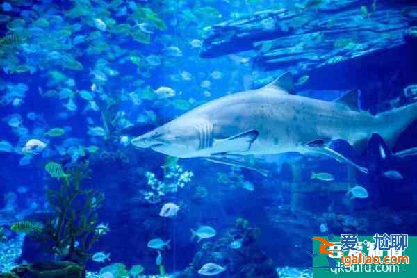 2022重慶融創(chuàng)海世界春節(jié)最新優(yōu)惠門票價格？