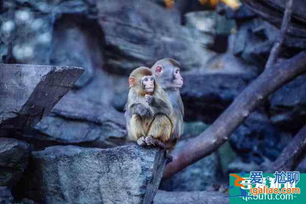 2022北京動(dòng)物園西北門(mén)自1月27日起暫時(shí)關(guān)閉通告？
