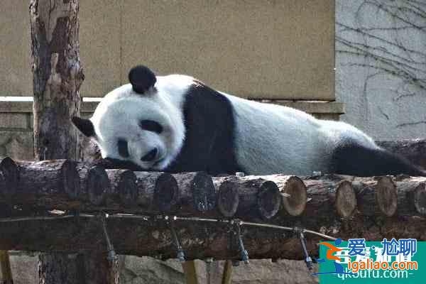 2022北京動(dòng)物園西北門(mén)自1月27日起暫時(shí)關(guān)閉通告？