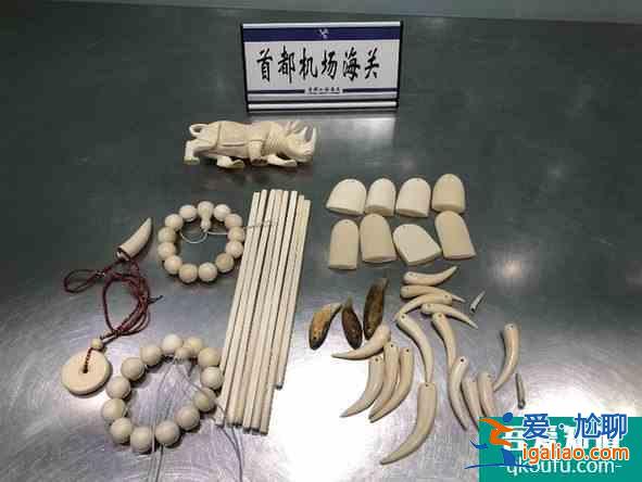 北京海關提醒:出境游旅客莫帶瀕危動植物制品回國? 北京海關提醒:出境游旅客莫帶瀕危動植物制品回國?