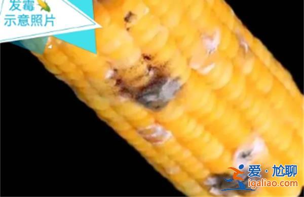 女子觸碰發霉玉米后肺部長滿黃曲霉菌? 女子觸碰發霉玉米后肺部長滿黃曲霉菌?