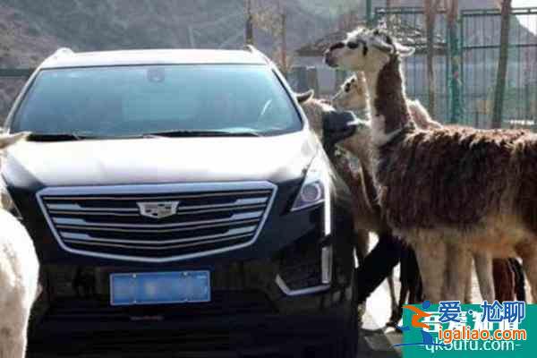 蘭州野生動物園于12月18日開通自駕游？