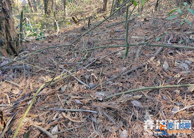 胡鑫宇遺體發(fā)現(xiàn)地距森林公安局150米 “搜尋時(shí)一直擴(kuò)大范圍 沒想到人就在跟前”？