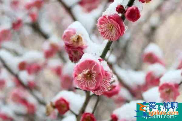 冬季梅花山怎么樣 南京梅花山冬季賞雪賞梅攻略? 冬季梅花山怎么樣 南京梅花山冬季賞雪賞梅攻略?