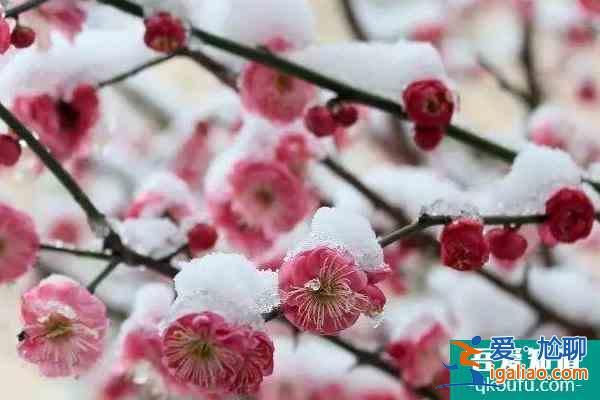 冬季梅花山怎么樣 南京梅花山冬季賞雪賞梅攻略? 冬季梅花山怎么樣 南京梅花山冬季賞雪賞梅攻略?
