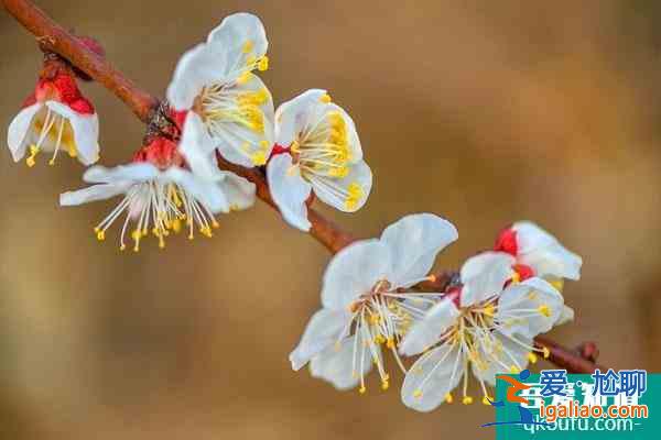 冬季賞梅好去處 冬季賞什么花？