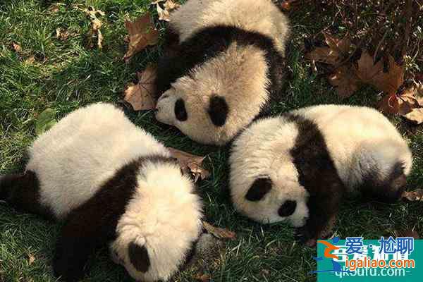 2022成都大熊貓基地春節開放嗎 春節限流公告？