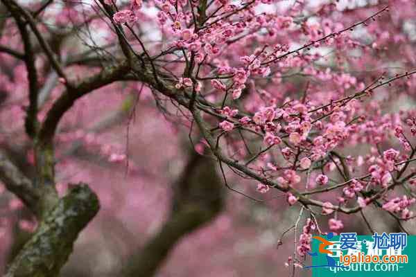 長沙賞梅花的地方 賞梅花的最佳時間？