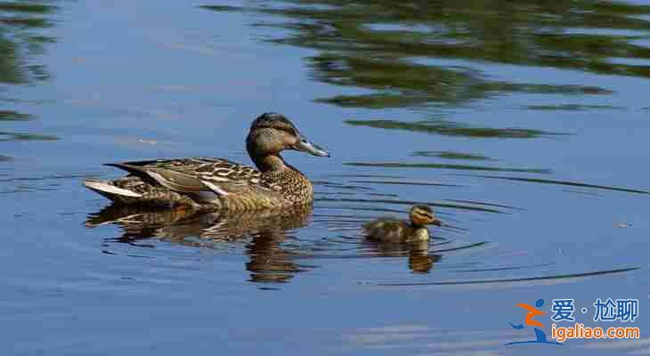 【熱點新聞】石家莊代懷中介機構——媽招聘機構? 【熱點新聞】石家莊代懷中介機構——媽招聘機構?